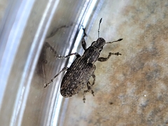 Sitona californius