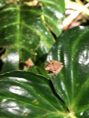 Pristimantis altamnis