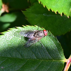Muscidae