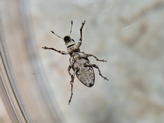 Sitona californius
