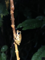 Pristimantis altamnis