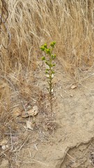 Deinandra fasciculata