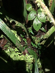 Pristimantis incomptus