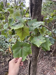 Kokia drynarioides