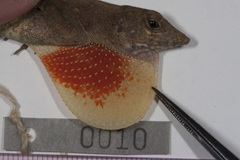 Ahl's Anole photo 2