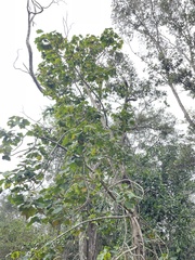 Kokia drynarioides