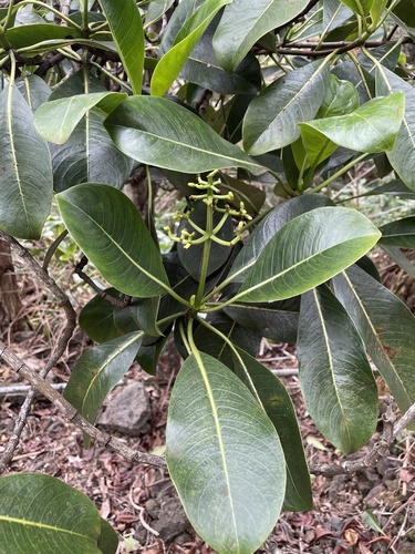 Psychotria hawaiiensis