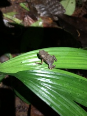 Rhinella festae