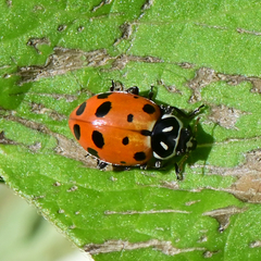 Hippodamia convergens