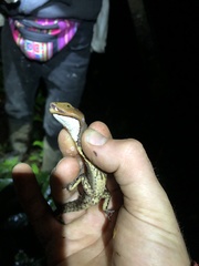 Gelanesaurus flavogularis