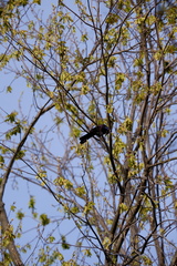 Quiscalus quiscula versicolor