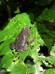 Rhinella festae