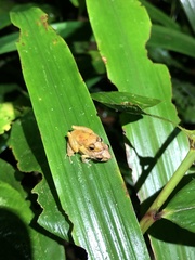 Pristimantis altamnis