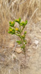 Deinandra fasciculata