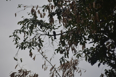 Dicrurus hottentottus