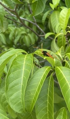 Cryptocheilus australis