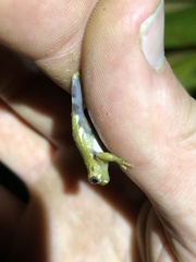 Dendropsophus parviceps