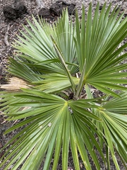 Pritchardia