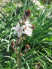 Asphodelus ramosus