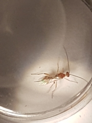 Meteorus pulchricornis