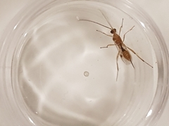 Meteorus pulchricornis