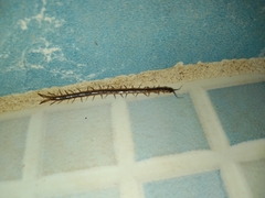 Scolopendra viridis