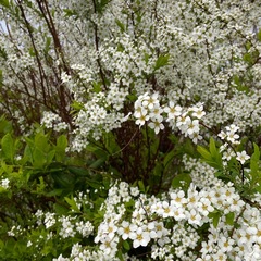 Spiraea cantoniensis