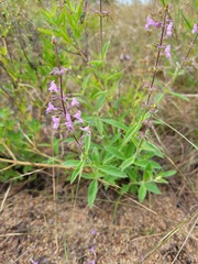 Syncolostemon canescens