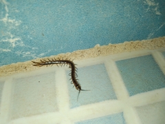 Scolopendra viridis