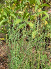 Phyllanthus incurvus