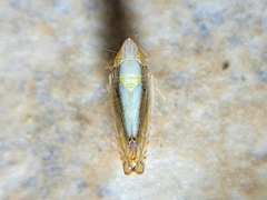 Scaphytopius elegans