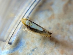 Scaphytopius elegans