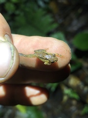 Pristimantis ujucami