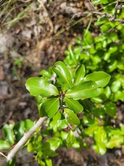 Ochna inermis