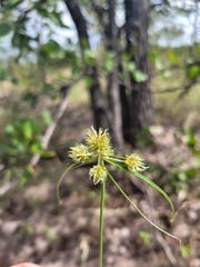 Cyperus decurvatus