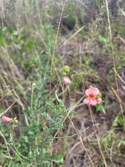 Indigofera heterotricha