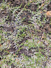 Selaginella nivea