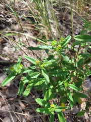Sida alba