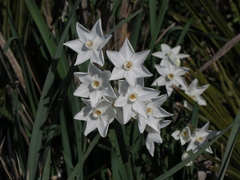 Narcissus papyraceus