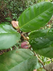 Meiogyne heteropetala