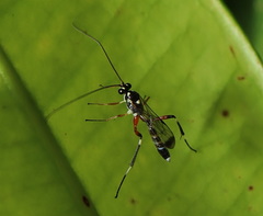 Leptobatopsis indica