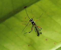 Leptobatopsis indica