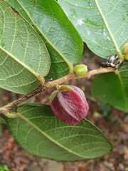 Meiogyne heteropetala