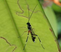 Leptobatopsis indica