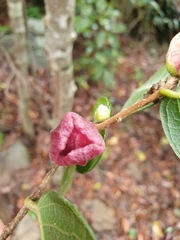 Meiogyne heteropetala