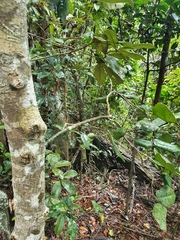 Meiogyne heteropetala