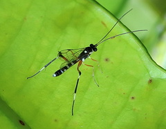 Leptobatopsis indica