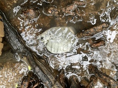 Selenotoca multifasciata