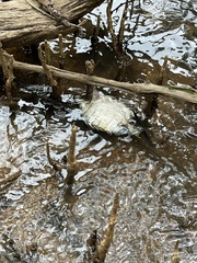 Selenotoca multifasciata