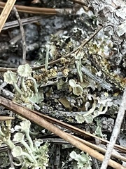 Cladonia rappii